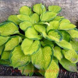  Rainforest Sunrise 119