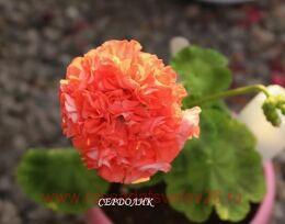 ���������� ��������