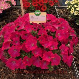  Capella 	Neon Pink 75