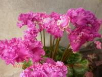  Super Serie Merengue  11