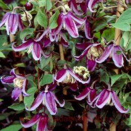 ��������Jan Fopma 93