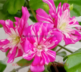 ���������� ������������ Hime Sakura (��������� ������) 214