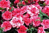  Super Trouper Elise 29