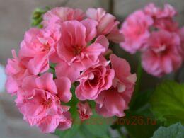 ���������� Santa Maria Centennial 422