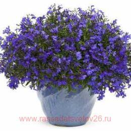 ������� Laguna Dark Blue 11