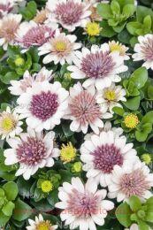  Dalina&#174; Double	Pedro 39