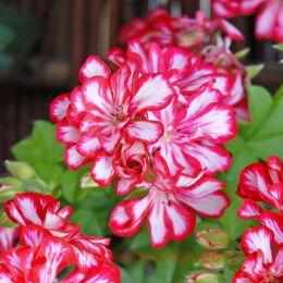 ���������� ������������ Atlantic Red Star 100