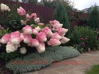   Living Summer Love 3