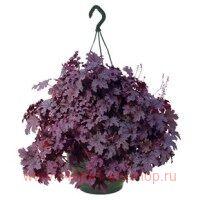   &quot;PLUM CASCADE&quot; 15