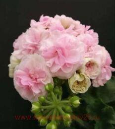 ���������� ��-������ 253