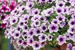  SweetuniaPurple Spotlight 54