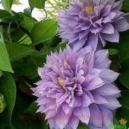 �������� Belle Of Woking 97