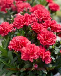  sunflor magic beetle 56