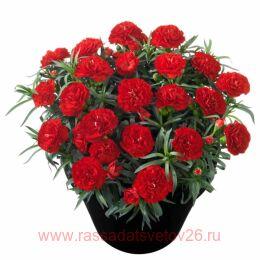 �������� Red Beach 20