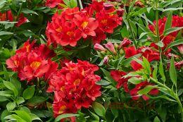  Summer Paradise Summer Pepper 10