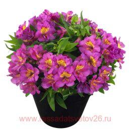  Inticancha Sunstar 7