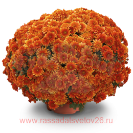  Precocita Mandarine 111