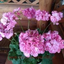 ���������� Brookside Candy 241