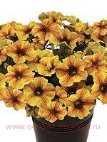   BeautiCal Caramel Yellow 127