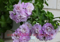 ���������� ������������ Jacky Gauld 