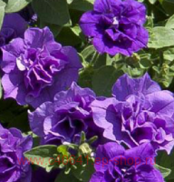  SweetSunshine Provence