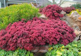  "Sunsparkler Dazzleberry" ( ) 62