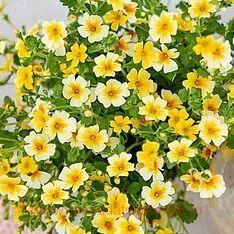 ��������������� STARDOM GOLDSTAR 2