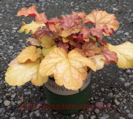 ������� Carnival Coffee Bean (�������� �����) 251