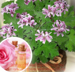 ���������� �������� Rose 3