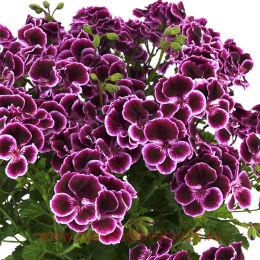   Mosquitaway Megan 55