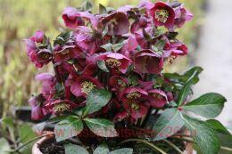  	Helleborus Frostkiss Annas Red 16