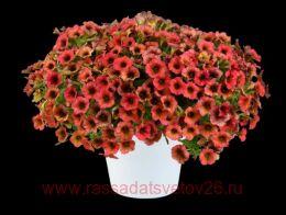  CASCADIAS Arizona Sky 200