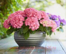 Гортензия крупнолистная Tabletensia Pink (таблетензия) 138