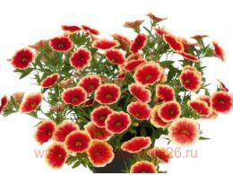 ���������� Unique Sangria Picotee 5