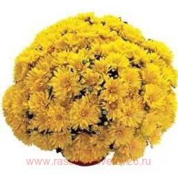 ���������� Precocita Gold 20