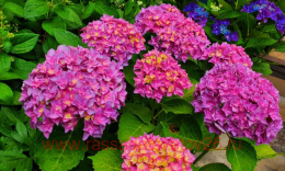     \ Hydrangea double rose 99