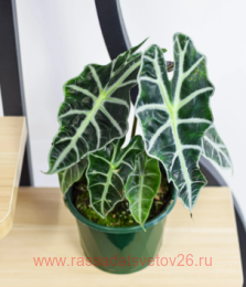 �������� Alocasia Amazonica Dwarf 8