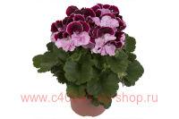   Elegance Jeanette 33