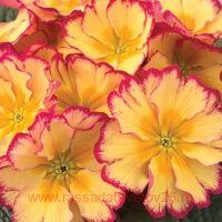  Scentsation Yellow Cream 8