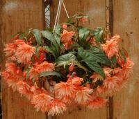  Belleconia Soft Orange 2