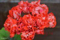 ���������� ���������� Orange Bud 151