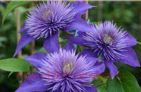  Clematis Multi Blue 6