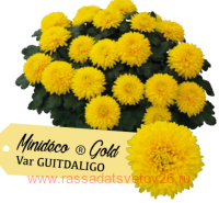 ���������� Minideco Gold 99
