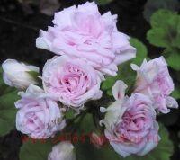 ���������� ���������� Millfield Rose 143