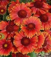  SpinTop Yellow Touch 1