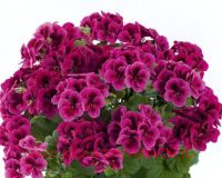   Candy Flowers Violet 84