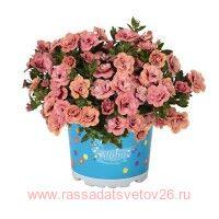  Aloha Double Apricot 16