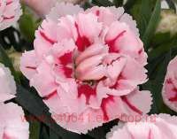  Super Trouper Romy 30