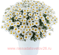  Lollies White Chocolate 15