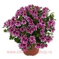   Angeleyes &#174; Randy 64